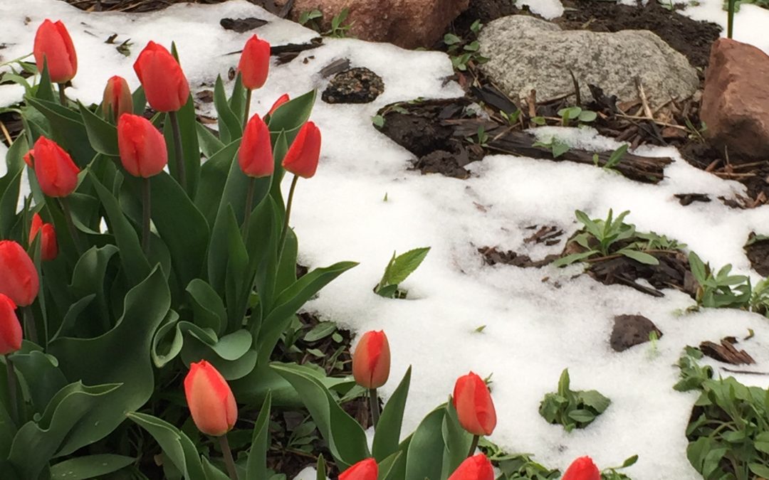 tulips in the snow: 95/365