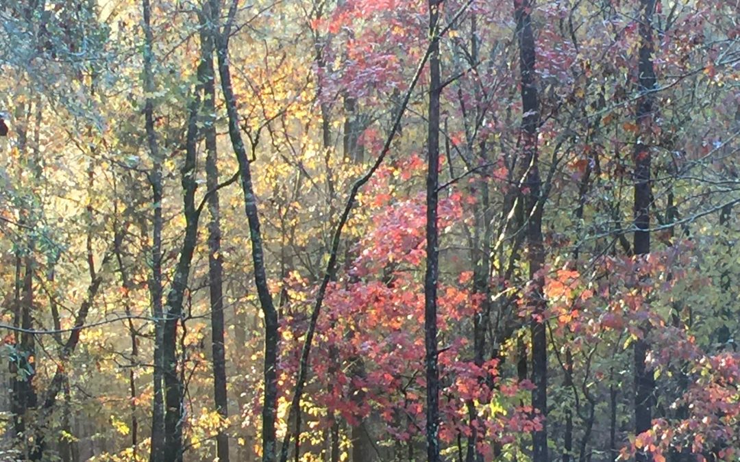 the woods: 312/365