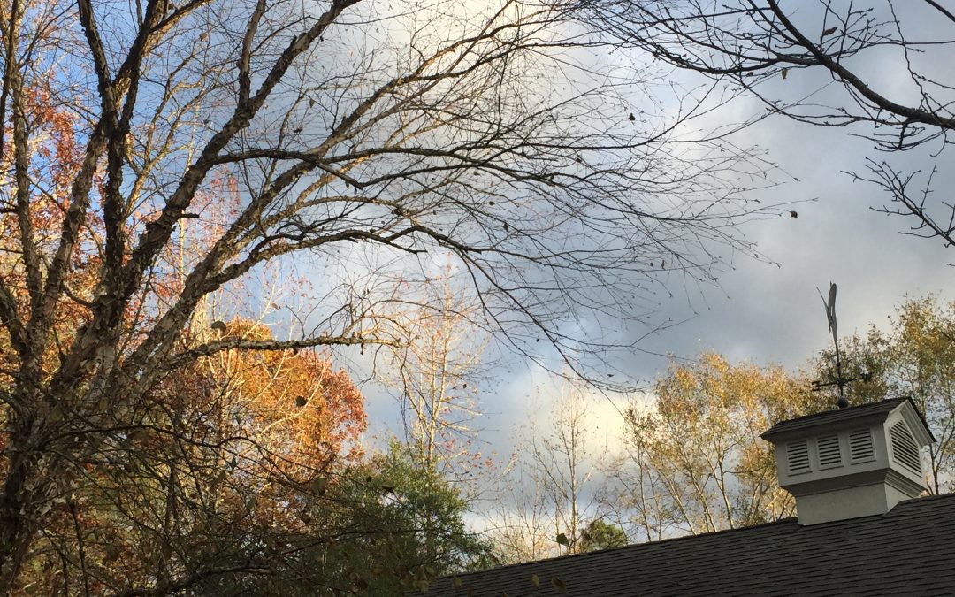 thankful for: 318/365