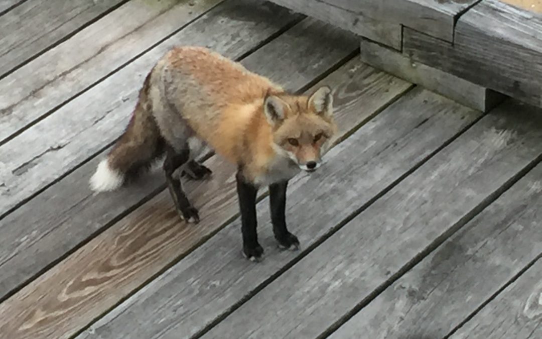 a fox story: 335/365