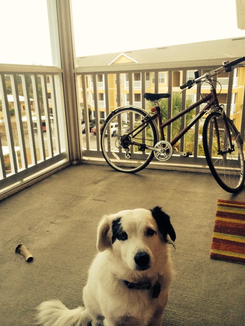 dog-on-balcony
