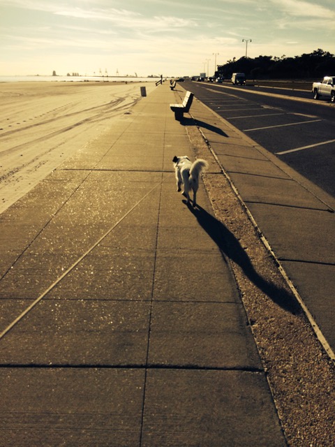 dog-walking